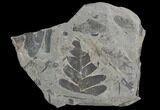 Pennsylvanian Fossil Fern (Neuropteris) Plate - Kentucky #126238-1
